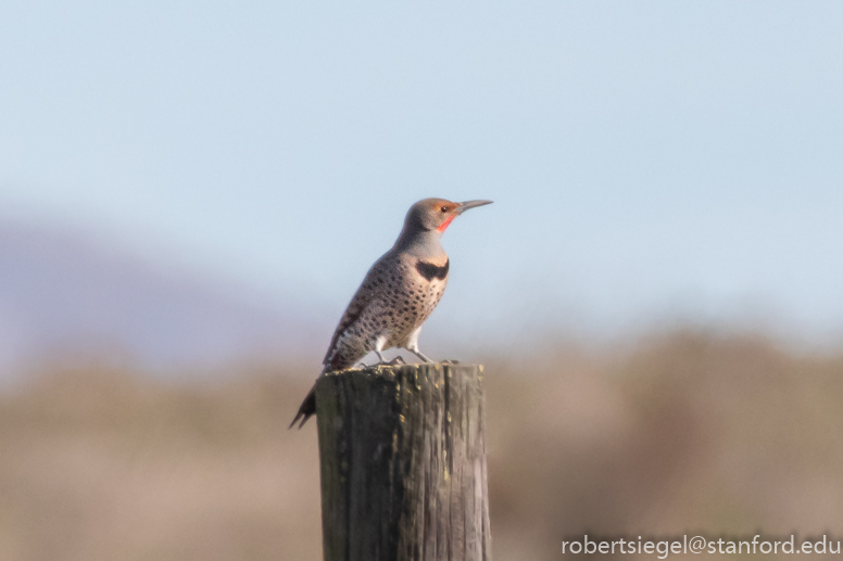 emily renzel wetlands